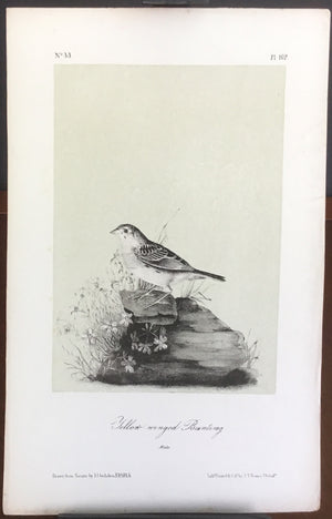 Audubon Octavo Yellow-winged Bunting, plate 162, uncolored test sheet, 7 x 11
