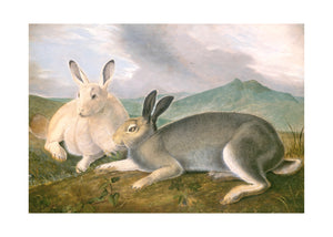 Artic Hare