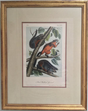 38 Original Audubon Red Bellied Squirrel, framed