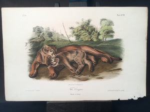 Lord-Hopkins Collection - Cougar, female and young