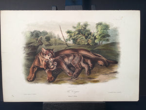 Lord-Hopkins Collection - Cougar, female and young