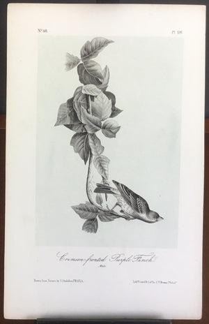 Audubon Octavo Crimson-fronted Purple Finch (2), plate 197, uncolored test sheet, 7 x 11