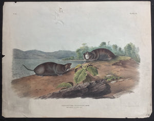 Audubon Original Imperial plate 110, Mole Shaped Pouched Rat