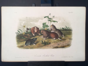 Lord-Hopkins Collection - Canada Pouched Rat