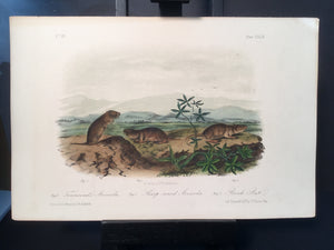 Lord-Hopkins Collection - Bank Rat