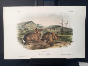 Lord-Hopkins Collection - Bachman’s Hare