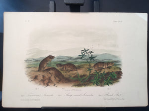 Lord-Hopkins Collection - Bank Rat