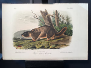 Lord-Hopkins Collection - Yellow Bellied Marmot