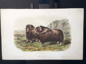 Lord-Hopkins Collection - Musk Ox
