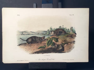 Lord-Hopkins Collection - Mole Shaped Pouched Rat