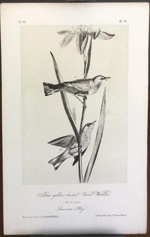 Audubon Octavo Blue Yellow-backed Wood Warbler, plate 91, uncolored test sheet, 7 x 11