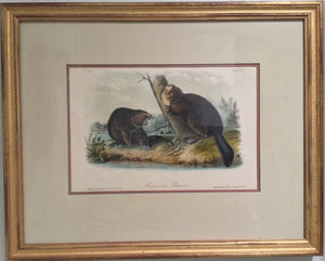 45 Original Audubon Octavo American Beaver, framed