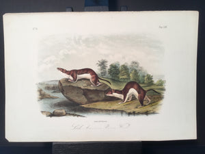 Lord-Hopkins Collection - Little American Brown Weasel
