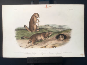 Lord-Hopkins Collection - Prairie Dog, Marmot Squirrel