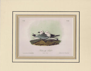 444 Audubon Original Octavo Kittiwake Gull, matted