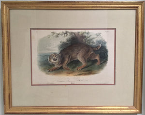 Original Audubon Octavo Common American Wildcat plate 1, framed