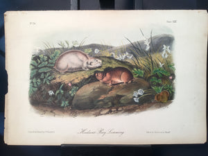 Lord-Hopkins Collection - Hudson Bay Leming