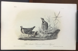 Audubon Octavo Blue-headed Ground Dove, plate 284, uncolored test sheet, 7 x 11
