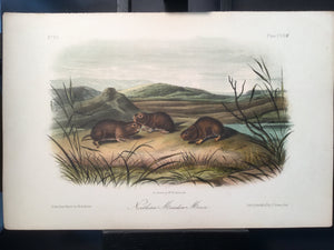 Lord-Hopkins Collection - Northern Meadow Mouse