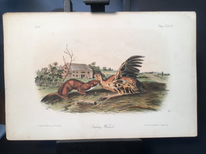 Lord-Hopkins Collection - Tawny Weasel