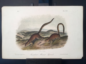 Lord-Hopkins Collection - Annulated Marmot Squirrel