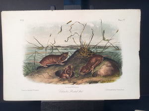 Lord-Hopkins Collection - Columbia Pouched Rat
