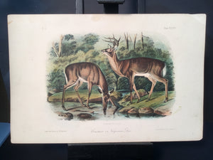 Lord-Hopkins Collection - Common or Virginian Deer