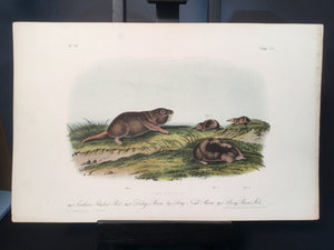 Lord-Hopkins Collection - Southern Pouched Rat