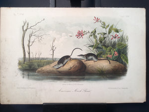 Lord-Hopkins Collection - American Marsh Shrew