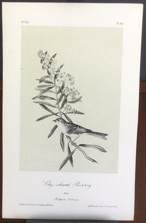 Audubon Octavo Clay-colored Bunting, plate 161, uncolored test sheet, 7 x 11