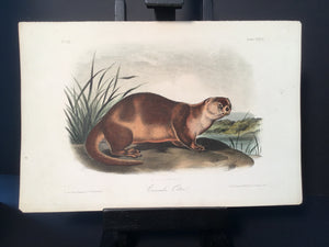 Lord-Hopkins Collection - Canada Otter