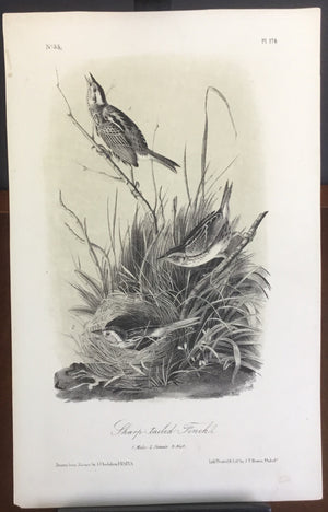 Audubon Octavo Sharp-tailed Finch, plate 174, uncolored test sheet, 7 x 11