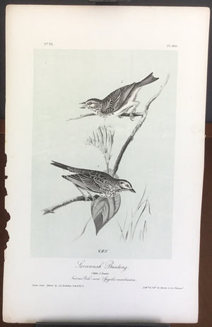 Audubon Canada Bunting and Tree Sparrow, plate 166, uncolored test sheet, 7 x 11