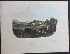 Audubon Original Imperial plate 10, Common American Shrew Mole
