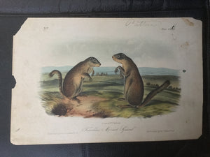 Lord-Hopkins Collection - Franklin’s Marmot Squirrel - Pattern print