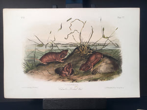 Lord-Hopkins Collection - Columbia Pouched Rat