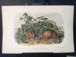 Lord-Hopkins Collection - Lewis’ Marmot