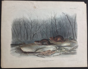 udubon Original Imperial plate 134, Richardson’s Meadow Mouse