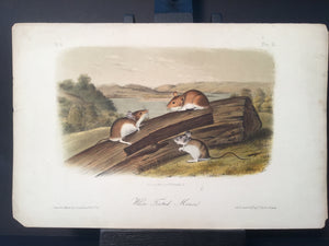 Lord-Hopkins Collection - White-footed Mouse