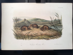 Lord-Hopkins Collection - Northern Meadow Mouse