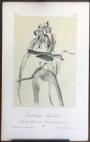Audubon Octavo Smallheaded Flycatcher, plate 67, uncolored test sheet. 7 x 11