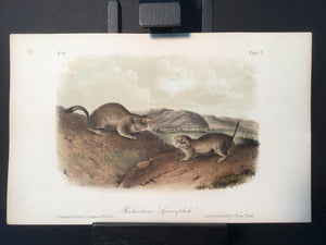 Lord-Hopkins Collection - Richardson’s Spermophile