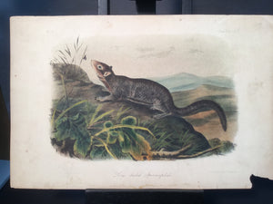 Lord-Hopkins Collection - Large Tailed Spermophile