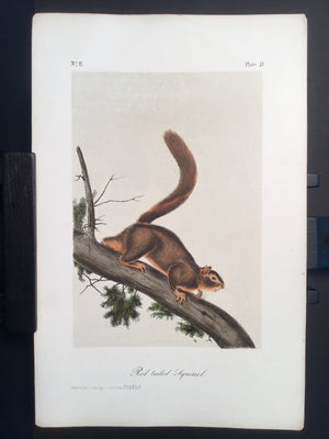 Lord-Hopkins Collection - Red-tailed Squirrel