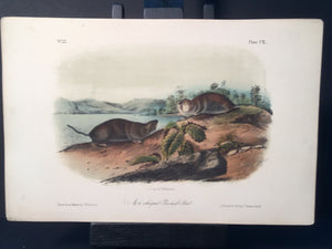 Lord-Hopkins Collection - Mole Shaped Pouched Rat