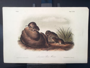 Lord-Hopkins Collection - Pine Mouse