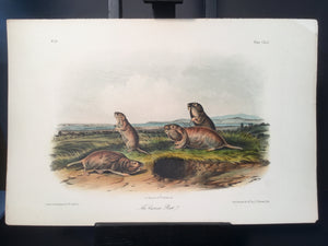 Lord-Hopkins Collection - Camas Rat