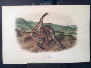 Lord-Hopkins Collection Audubon Octavo - Texan Lynx