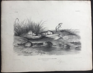 Audubon Original Imperial plate 100, Missouri Mouse