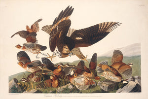 Rare Prints Virginia Partridge